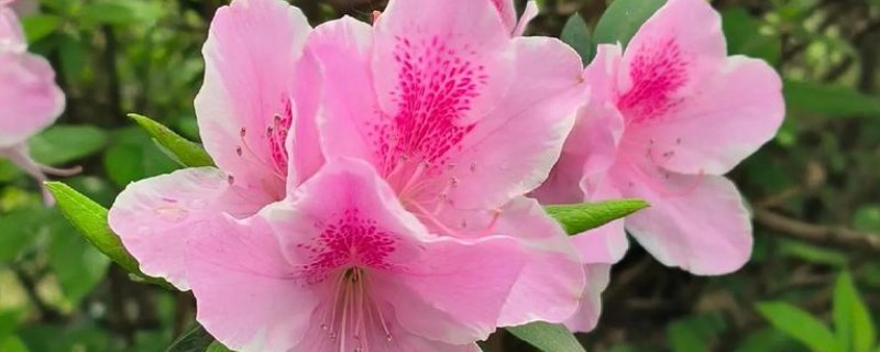 杜鹃花花期如何浇水，通过观察天气为植株浇水