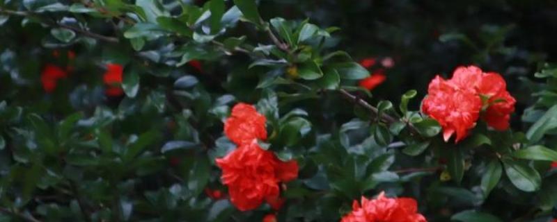 石榴花的形状，靠近枝条的部分为椭圆形