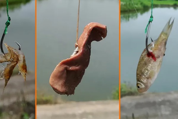 甲鱼钩怎么挂饵，饵料要处理成大小适中的小块