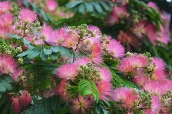 合欢花何时开，通常在6-7月份开花