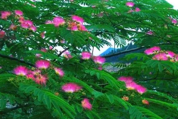 合欢花何时开，通常在6-7月份开花