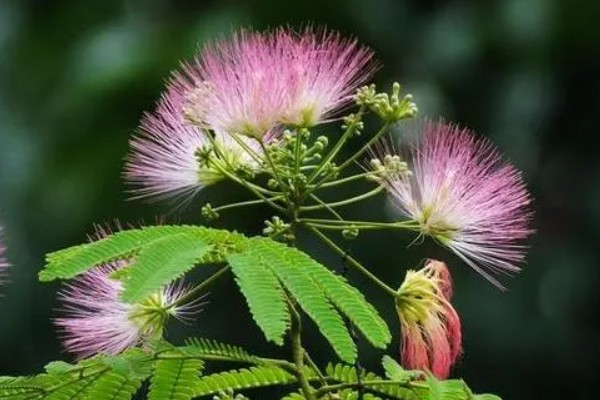 合欢花何时开，通常在6-7月份开花