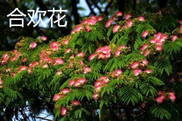 合欢花何时开，通常在6-7月份开花