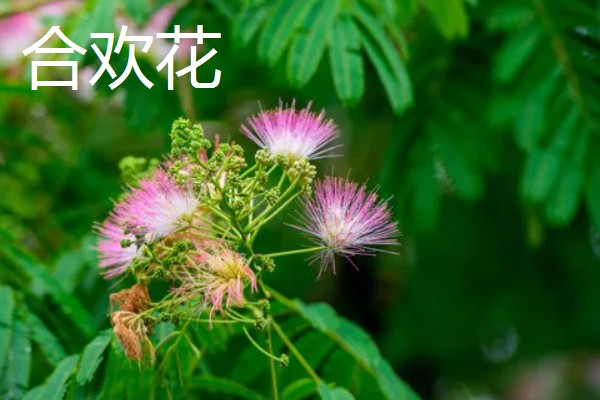 合欢花何时开，通常在6-7月份开花
