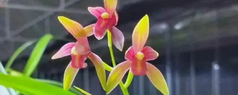 仙山红兰花在几月开花，在5月左右开花