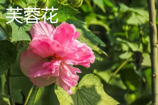 合欢花何时开，通常在6-7月份开花