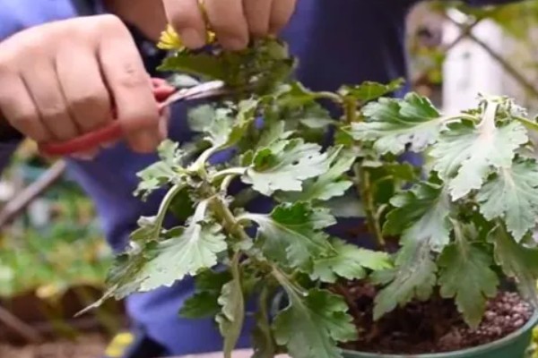 菊花病虫害如何防治，可以对菊花进行适当的修剪