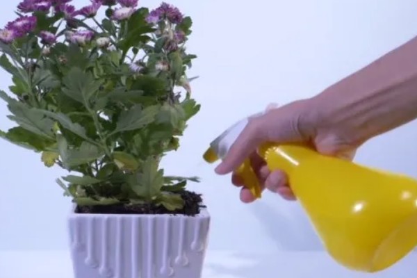 菊花病虫害如何防治，可以对菊花进行适当的修剪