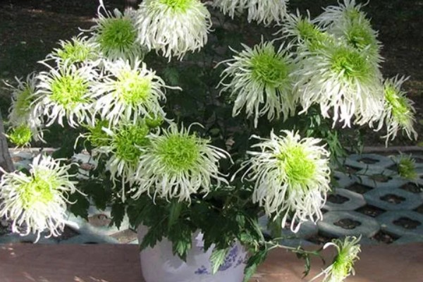 菊花病虫害如何防治，可以对菊花进行适当的修剪