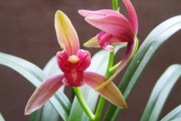 仙山红兰花在几月开花，在5月左右开花
