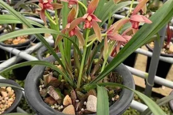 仙山红兰花在几月开花，在5月左右开花
