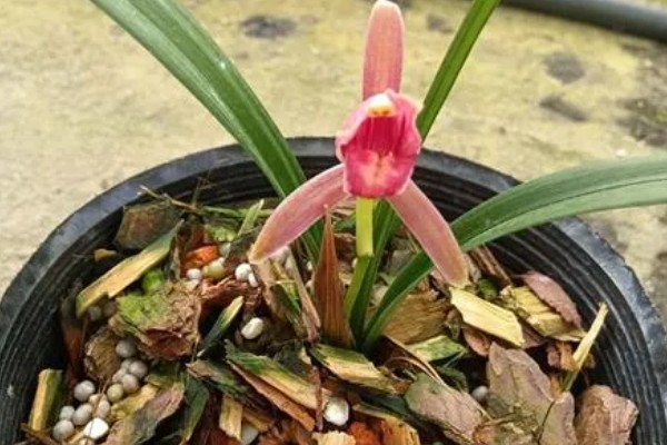 仙山红兰花在几月开花，在5月左右开花
