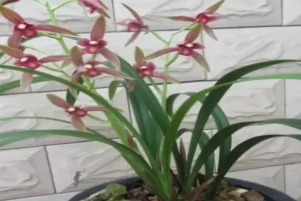 仙山红兰花在几月开花，在5月左右开花