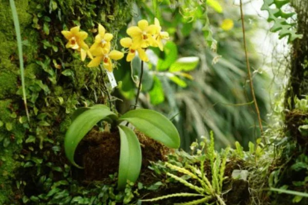 仙山红兰花在几月开花，在5月左右开花