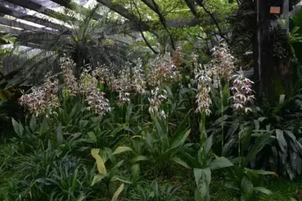 仙山红兰花在几月开花，在5月左右开花