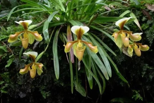 仙山红兰花在几月开花，在5月左右开花