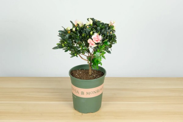 杜鹃花花期如何浇水，通过观察天气为植株浇水