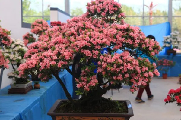 杜鹃花花期如何浇水，通过观察天气为植株浇水