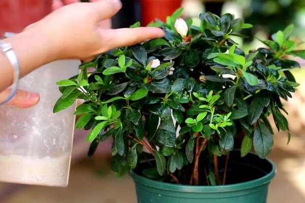 杜鹃花花期如何浇水，通过观察天气为植株浇水