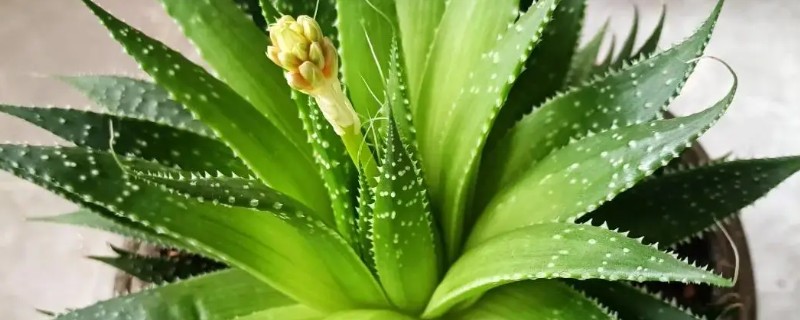 芦荟太高了怎么截断，根据个人喜好进行调整