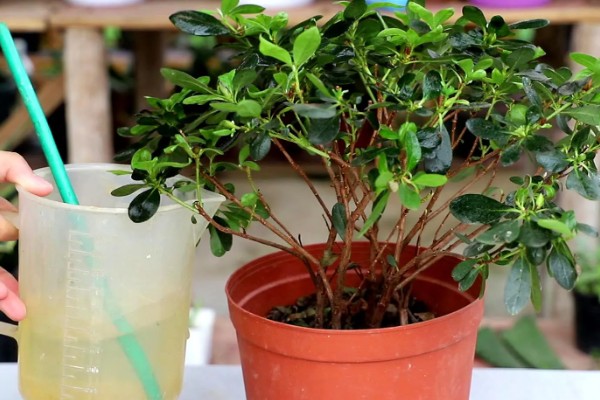 杜鹃花花期如何浇水，通过观察天气为植株浇水