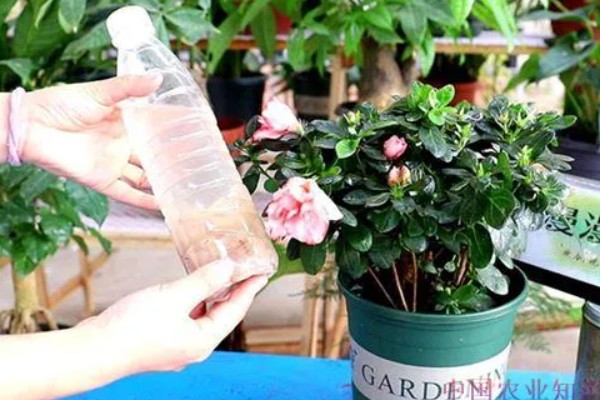 杜鹃花花期如何浇水，通过观察天气为植株浇水