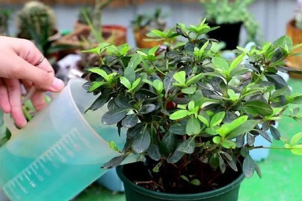 杜鹃花花期如何浇水，通过观察天气为植株浇水