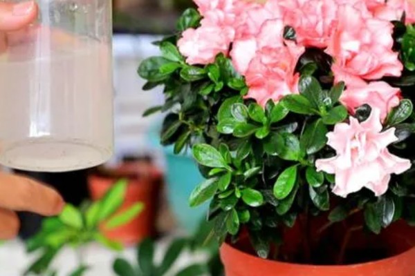 杜鹃花花期如何浇水，通过观察天气为植株浇水