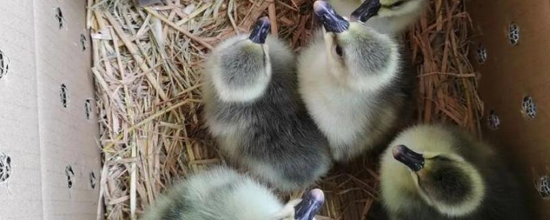 冒充狮头鹅的鹅苗是什么鹅，可能是灰鹅或雁鹅等