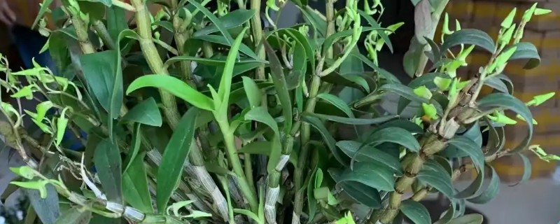 石斛花期后老枝怎么办，要及时进行修剪