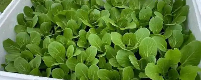 水培蔬菜的育苗技术，建议选择用塑料泡沫箱子