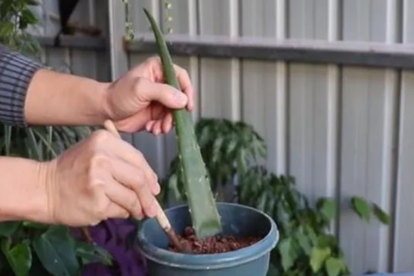 芦荟太高了怎么截断，根据个人喜好进行调整
