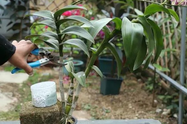石斛花期后老枝怎么办，要及时进行修剪