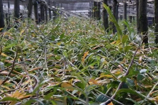 石斛花期后老枝怎么办，要及时进行修剪