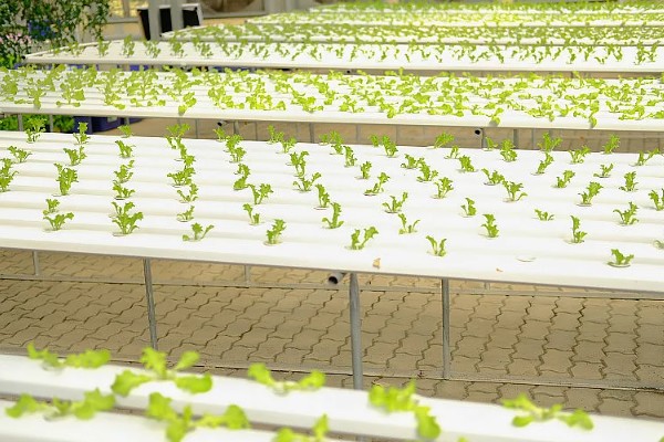 水培蔬菜的育苗技术，建议选择用塑料泡沫箱子