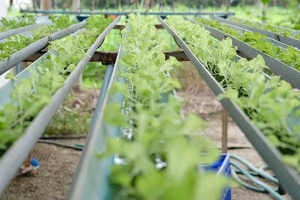 水培蔬菜的育苗技术，建议选择用塑料泡沫箱子