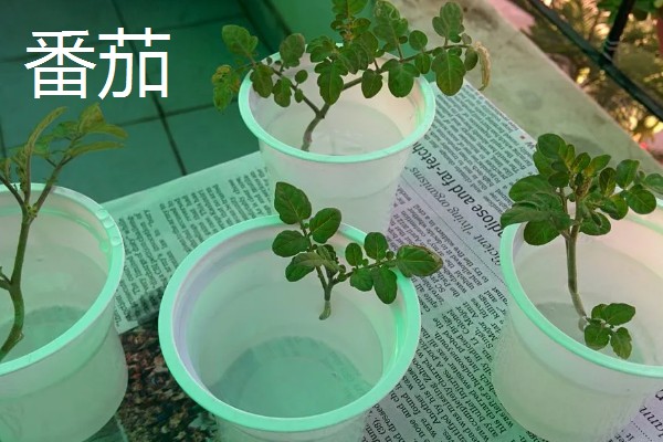 水培蔬菜的育苗技术，建议选择用塑料泡沫箱子