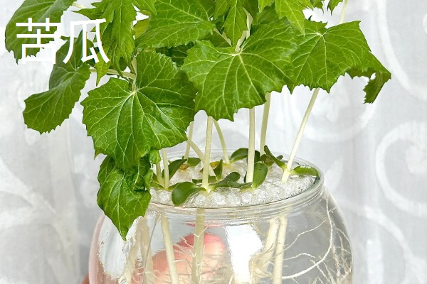 水培蔬菜的育苗技术，建议选择用塑料泡沫箱子
