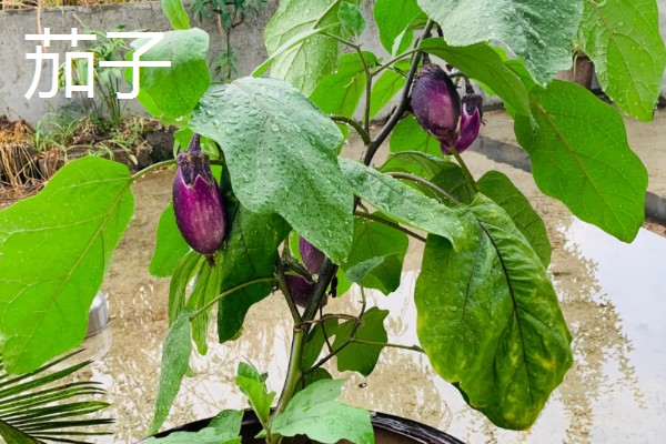 水培蔬菜的育苗技术，建议选择用塑料泡沫箱子