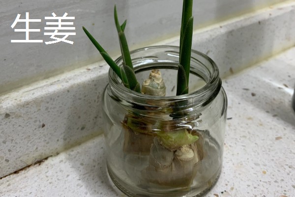 水培蔬菜的育苗技术，建议选择用塑料泡沫箱子
