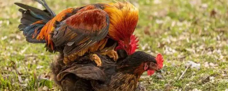 鸡是怎么受精的，是通过泄殖腔进行的