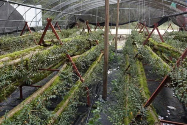 石斛花期后老枝怎么办，要及时进行修剪