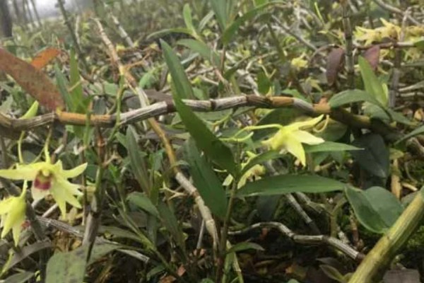 石斛花期后老枝怎么办，要及时进行修剪