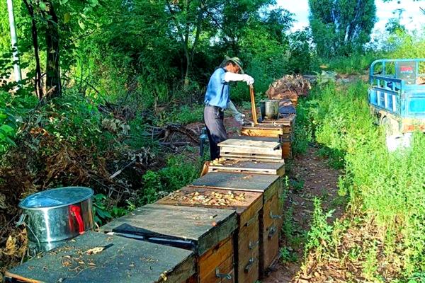 意蜂春季的养殖技术,春繁是意蜂春季管理的核心
