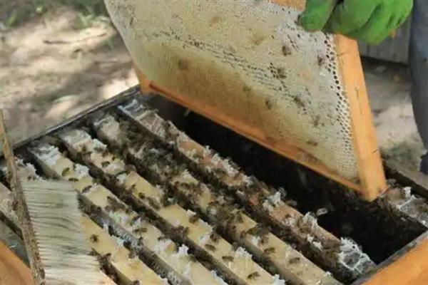 意蜂春季的养殖技术,春繁是意蜂春季管理的核心