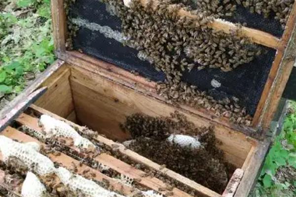 意蜂春季的养殖技术,春繁是意蜂春季管理的核心