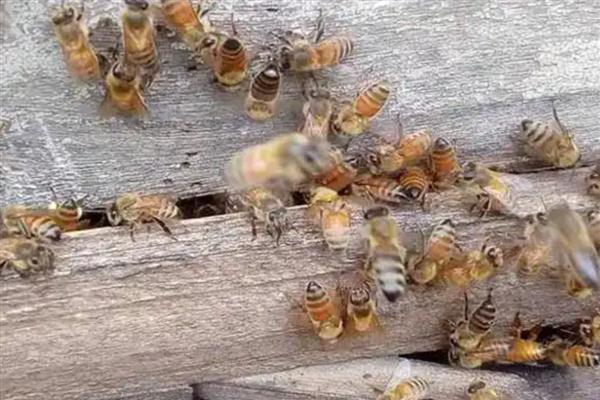 意蜂春季的养殖技术,春繁是意蜂春季管理的核心