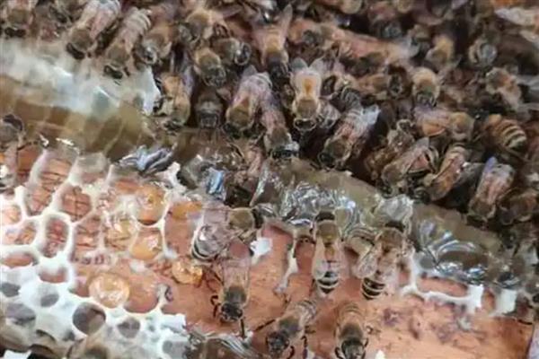 意蜂春季的养殖技术,春繁是意蜂春季管理的核心