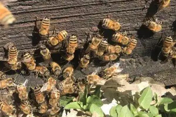 意蜂春季的养殖技术,春繁是意蜂春季管理的核心