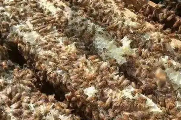 意蜂春季的养殖技术,春繁是意蜂春季管理的核心